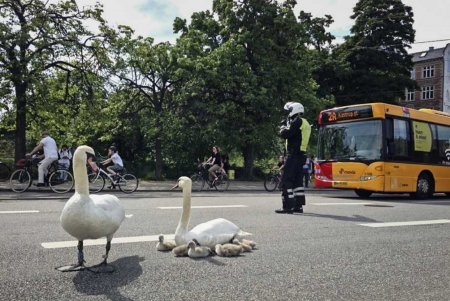 Swan family in the middle of copenhagen - police, swans, trafic, swan