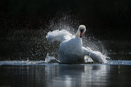 Swan freeway - lake, swan, great, speed