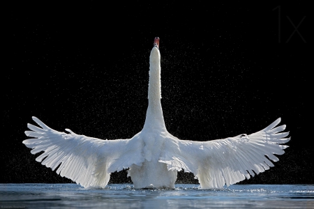 Swan dance - bird, elegance, amazing, swan, wings