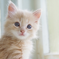 cute kitty on the window sill