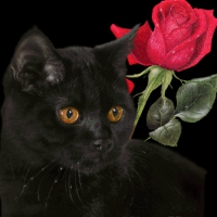 black & red