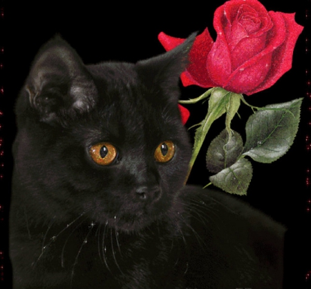 black & red - black, red rose, cat, animals, kitty