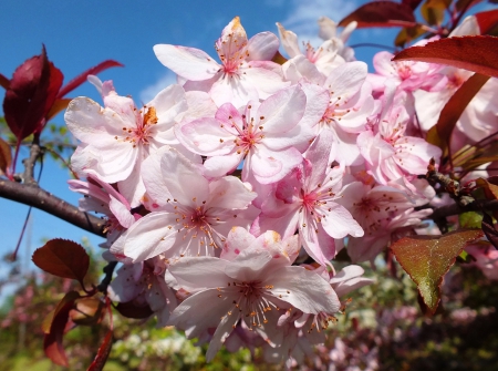 Spring. - nature, flowers, trees, spring