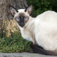 Siamese cat