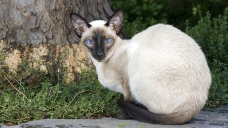 Siamese cat - cute, paws, siamese, cat, outside