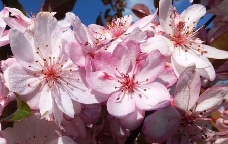 Spring. - flowers, spring, trees, nature