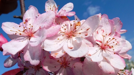 Spring - nature, flowers, trees, spring