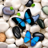 Butterflies on stones