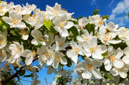 Spring. - flowers, spring, trees, nature