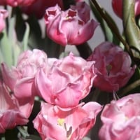 Pink Tulips from Ottawa