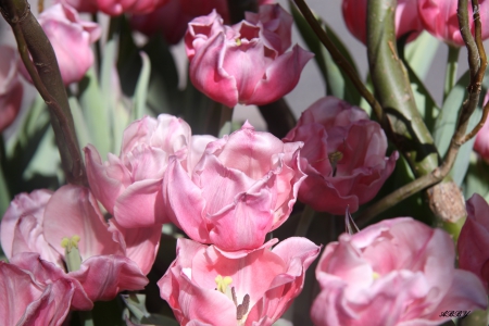 Pink Tulips from Ottawa - tulips, flowers, pink, photography