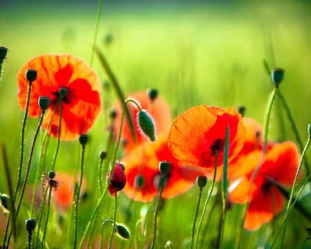 beauty poppies - bloom, nature, forest, red, flowers, poppies, grass, garden, poppy, flower