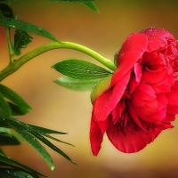 red rose