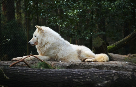 White Wolf - timber wolf, canadian, predator, wolves