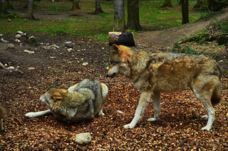 Grey Wolves - european, predator, wildlife, wolf