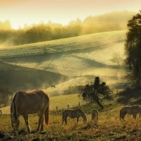 Horses