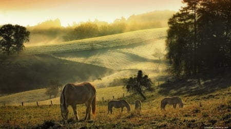 Horses - horses, landscape, animals, beautiful, green