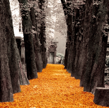 park - trees, nature, nice, orange, park