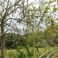 Lovely tree and path