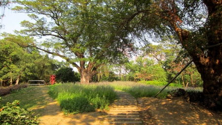 Lovely park - lovely, lavender, park, grass