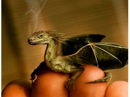 baby dragon - draakje, wings, smoke, baby dragon, fantasy, fire, monstertje, baby, dragon