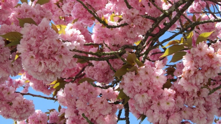 Cherry Blossom - natur, sakura, cherry, flower, pink