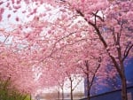 Cherry Blossom Tree