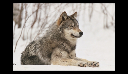 laydown - wolfrunning, snow, dog, mythical, the pack, wisdom beautiful, grey wolf, timber, canis lupus, abstract, spirit, friendship, howling, grey, white, nature, arctic, wallpaper, majestic, wolf, canine, pack, wild animal black, wolf wallpaper, winter, wolf pack, quotes, howl, wolves, black, lobo, lone wolf, solitude