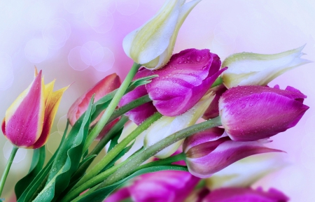 Tulips - tulips, image, expression, color, new, wallpaper