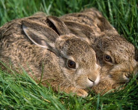 Two bunnies - two, grass, animals, bunnies