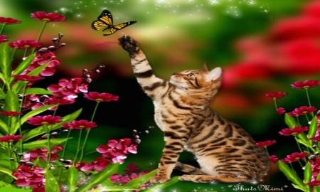 Spring Butterfly - butterfly, pretty, cat, beautiful, flowers, cute, spring