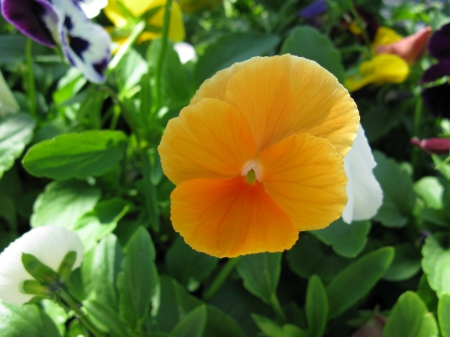 Pretty Orange Flower - large, nature, green, orange, flower, petals, day, leaves