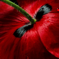 Flower red poppy