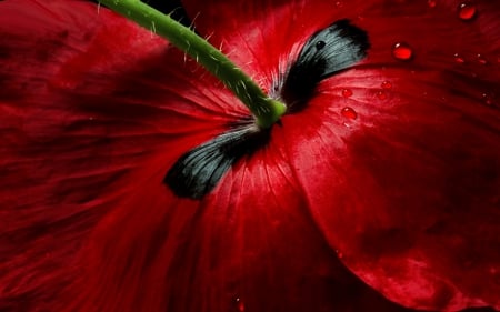 Flower red poppy - water, nature, floral, red, beautiful, red flower, poppy, flower, drops