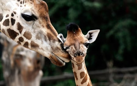 Giraffe-mother's love - Two, mother, and child, giraffes