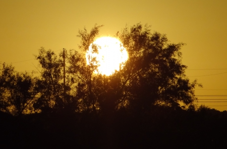 The Golden Sky - sky, tree, sunset, dusk