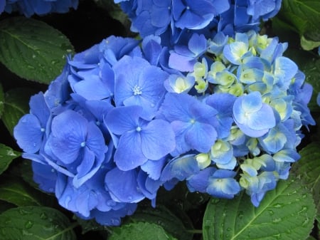 Garden of Hydrangeas 03 - Flowers, blue, garden, green, photography, hydrangeas