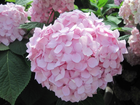 Garden of Hydrangeas 04 - Flowers, green, photography, leaf, hydrangeas, pink