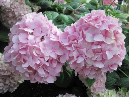 Garden of Hydrangeas 08 - pink, photography, green, flowers, hydrangeas, garden