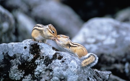 Two chipmunk - Two, chipmunk, stones, animals