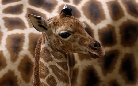 Small  giraffe - an animal, a look, small, a giraffe