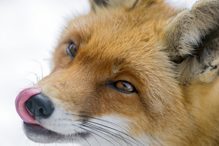 Fox - tongue, head, animal, fox