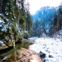 amazing forest stream in winter