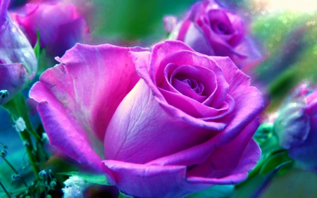 Pinks - nature, beauty, flowers, roses