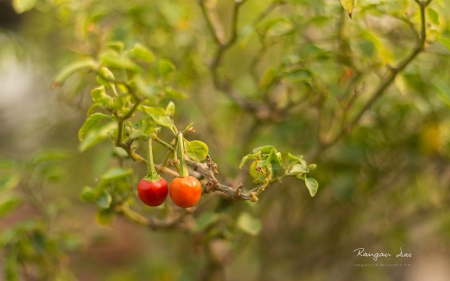 Chillipepper - chilli, nature, pepper, red, photography, macro, HD, wallpaper