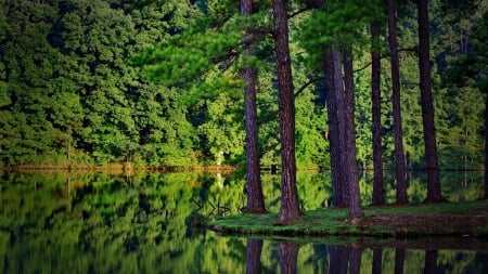 Green forest - photography, landscape, scene, HD, forest, harmony, nature, green, lake, wallpaper