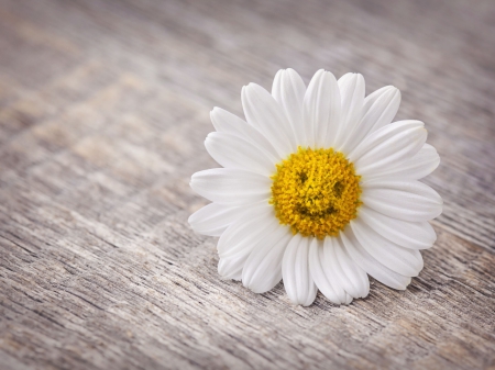 Smile - nature, smile, daisy, flowers, daisies