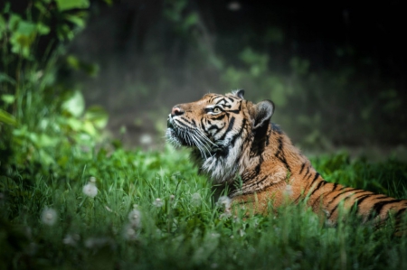 Serenity - tiger, wild life, serenity, big cat