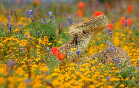 Rattle snake - summer, flowers, reptile, snake