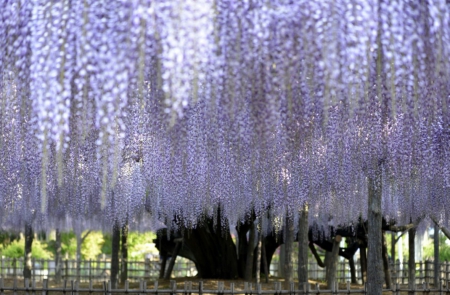 Purple curtain - wisteria, blue, summer, tree, spring